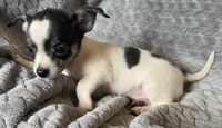 Male 2, a male Chihuahua for sale in Black River Falls, WI – 3 of 3