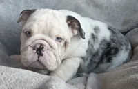 Female, a female English Bulldog for sale in Black River Falls, WI – 1 of 4