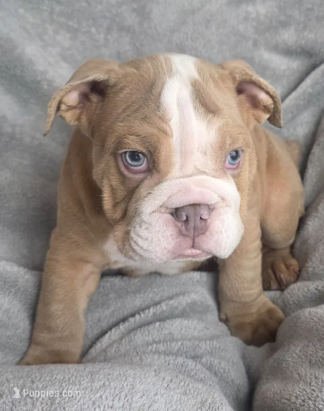 Male – English Bulldog puppy for sale in Black River Falls, WI