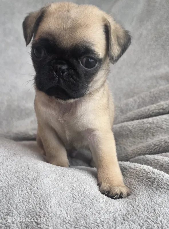 Fawn Male – Pug puppy for sale in Black River Falls, WI