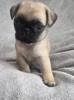 Fawn Male, a male Pug for sale in Black River Falls, WI – 1 of 3