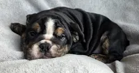 Female, a female English Bulldog for sale in Black River Falls, WI – 3 of 3