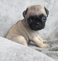Fawn Female, a female Pug for sale in Black River Falls, WI – 3 of 3