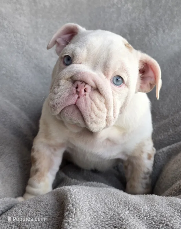 Female 2 – English Bulldog puppy for sale in Black River Falls, WI