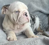 Female, a female English Bulldog for sale in Black River Falls, WI – 4 of 4