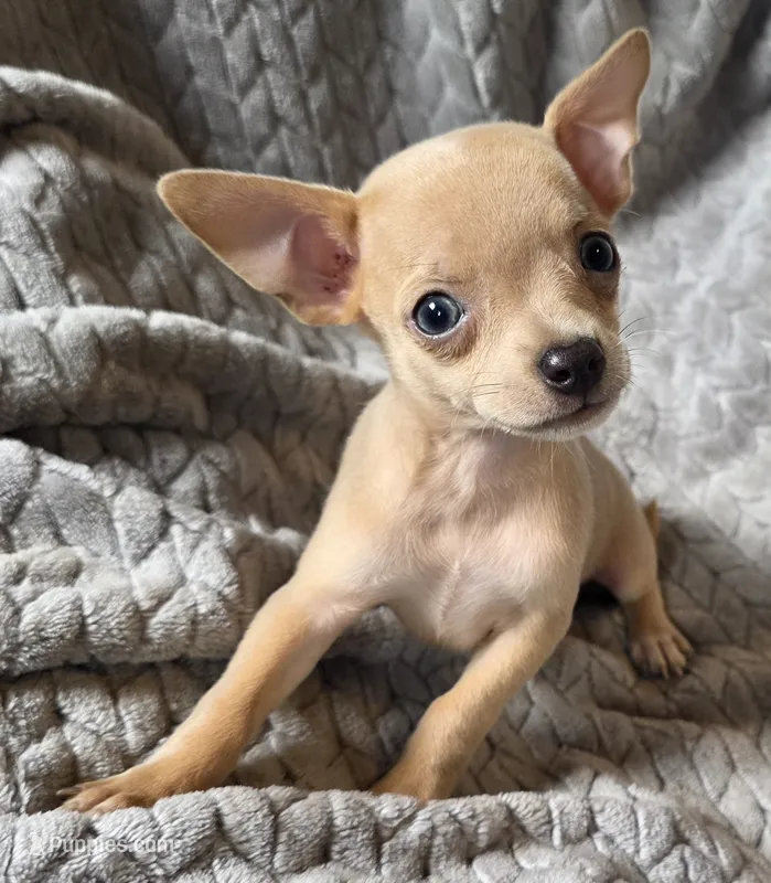 Male 1 – Chihuahua puppy for sale in Black River Falls, WI