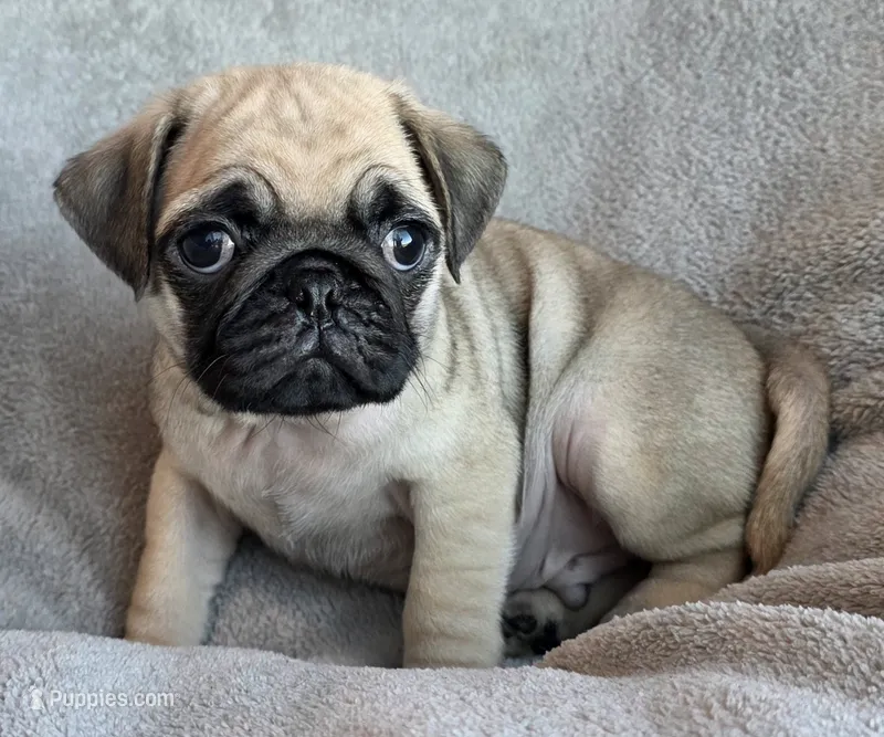 Fawn Male 2 – Pug puppy for sale in Black River Falls, WI