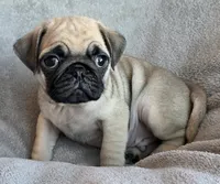 Fawn Male 2, a male Pug for sale in Black River Falls, WI – 1 of 3