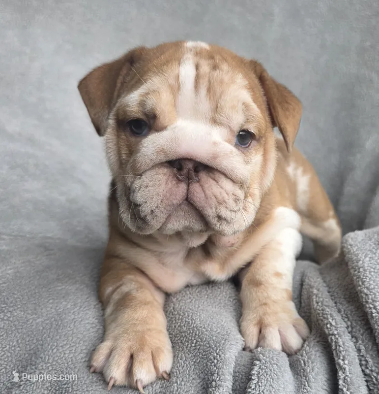 Female  – English Bulldog puppy for sale in Black River Falls, WI