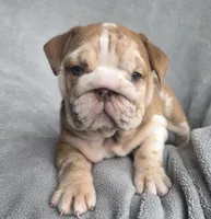 Female , a female English Bulldog for sale in Black River Falls, WI – 1 of 3