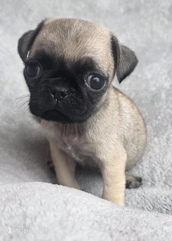 Fawn Female – Pug puppy for sale in Black River Falls, WI