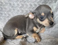 Female 2, a female Chihuahua for sale in Black River Falls, WI – 2 of 3