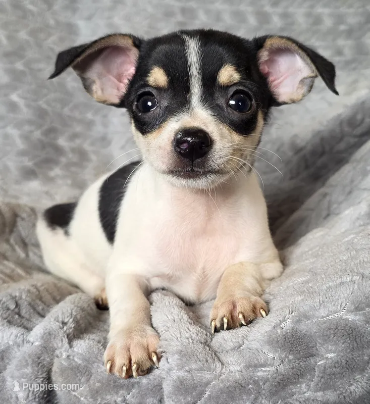 Female 4 – Chihuahua puppy for sale in Black River Falls, WI