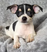 Female 4, a female Chihuahua for sale in Black River Falls, WI – 1 of 3