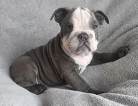Male 3, a male English Bulldog for sale in Black River Falls, WI – 3 of 3