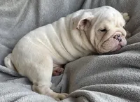 Female, a female English Bulldog for sale in Black River Falls, WI – 2 of 3