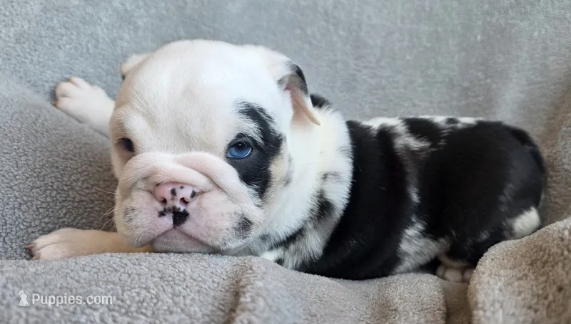 Miracle – English Bulldog puppy for sale in Black River Falls, WI