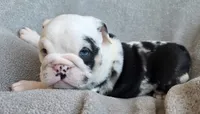 Miracle, a female English Bulldog for sale in Black River Falls, WI – 1 of 4