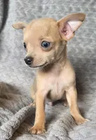 Male 1, a male Chihuahua for sale in Black River Falls, WI – 3 of 3