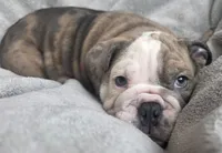 Female , a female English Bulldog for sale in Black River Falls, WI – 3 of 3