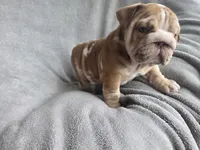 Female , a female English Bulldog for sale in Black River Falls, WI – 3 of 3