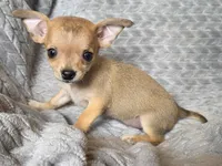 Female 1, a female Chihuahua for sale in Black River Falls, WI – 3 of 3