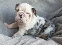 Female, a female English Bulldog for sale in Black River Falls, WI – 3 of 4
