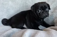 Black Male 2, a male Pug for sale in Black River Falls, WI – 1 of 3