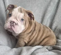 Male 5, a male English Bulldog for sale in Black River Falls, WI – 3 of 3