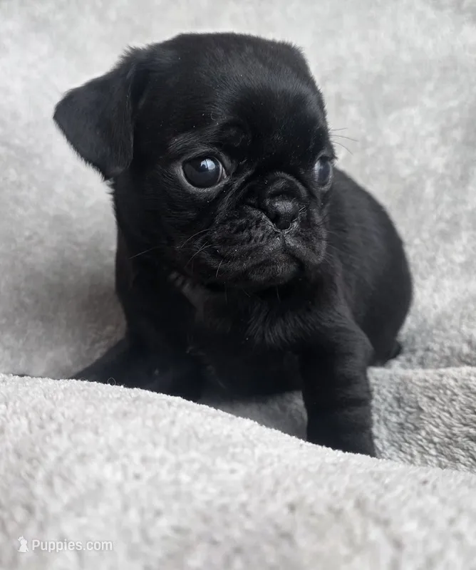 Black Male – Pug puppy for sale in Black River Falls, WI