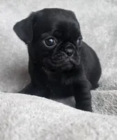 Black Male, a male Pug for sale in Black River Falls, WI – 1 of 3