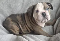 Female , a female English Bulldog for sale in Black River Falls, WI – 1 of 3
