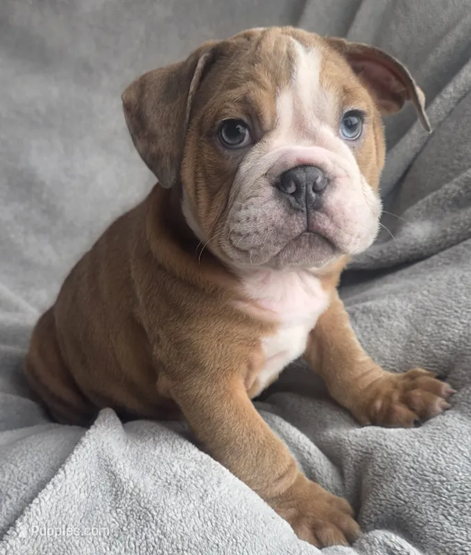 Male 4 – English Bulldog puppy for sale in Black River Falls, WI
