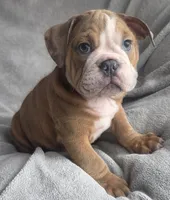 Male 4, a male English Bulldog for sale in Black River Falls, WI – 1 of 3