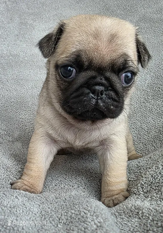 No Collar Female  – Pug puppy for sale in Black River Falls, WI
