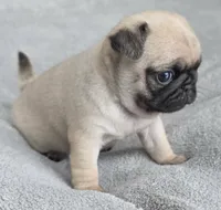 No Collar Female , a female Pug for sale in Black River Falls, WI – Photo 2 of 6