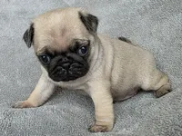 No Collar Female , a female Pug for sale in Black River Falls, WI – Photo 3 of 6