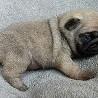 No Collar Female , a female Pug for sale in Black River Falls, WI – Photo 3 of 3