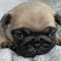 No Collar Female , a female Pug for sale in Black River Falls, WI – Photo 1 of 3