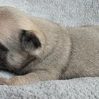 No Collar Female , a female Pug for sale in Black River Falls, WI – Photo 2 of 3