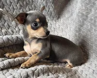 Female 2, a female Chihuahua for sale in Black River Falls, WI – 3 of 3