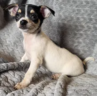 Female 4, a female Chihuahua for sale in Black River Falls, WI – 3 of 3