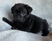 Black Male 2, a male Pug for sale in Black River Falls, WI – 2 of 3