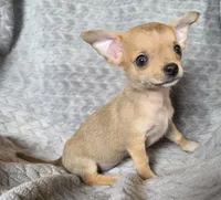 Female 1, a female Chihuahua for sale in Black River Falls, WI – 2 of 3