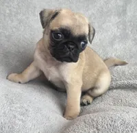 Fawn Male, a male Pug for sale in Black River Falls, WI – 2 of 3