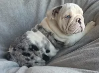 Female, a female English Bulldog for sale in Black River Falls, WI – 2 of 4