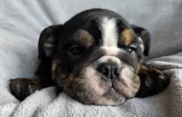 Female, a female English Bulldog for sale in Black River Falls, WI – 1 of 3
