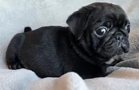 Black Male 2, a male Pug for sale in Black River Falls, WI – 3 of 3