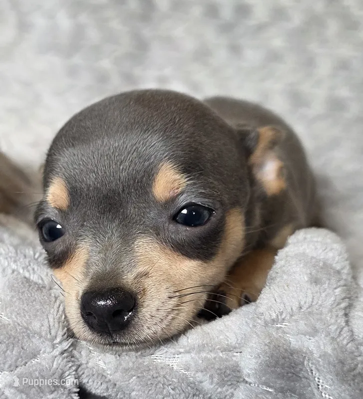 Female 2 – Chihuahua puppy for sale in Black River Falls, WI