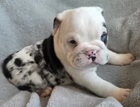Miracle, a female English Bulldog for sale in Black River Falls, WI – 3 of 4